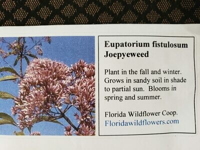 Joe Pye Weed- Florida Native Wildflower Seeds
