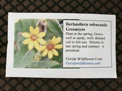 Florida Greeneyes- Florida Native Wildflower Seeds