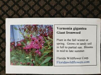 Giant Ironweed- Florida Native Wildflower Seeds