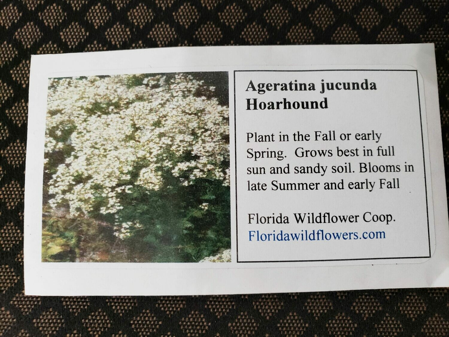 Hammock Snakeroot (Hoarhound)- Florida Native Wildflower Seeds