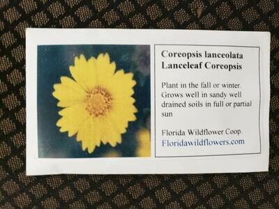 Lanceleaf Tickseed- Florida Native Wildflower Seeds