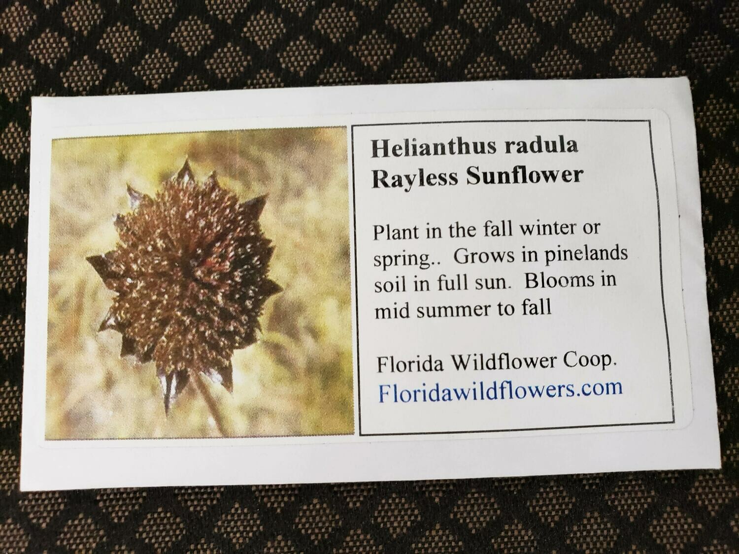 Rayless Sunflower- Florida Native Wildflower Seeds