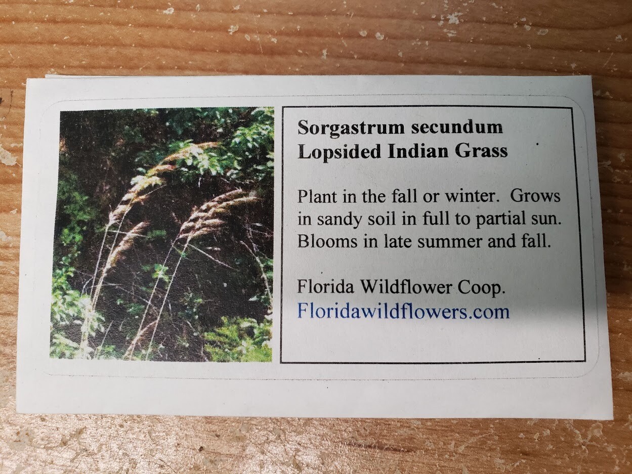 Lopsided Indian Grass- Florida Native Wildflower Seeds