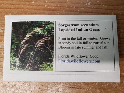 Lopsided Indian Grass- Florida Native Wildflower Seeds