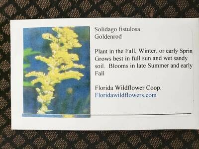 Pinebarren Goldenrod (S. fistulosa)- Florida Native Wildflower Seeds