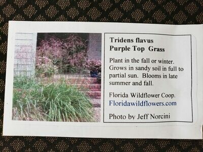 Purple Top Grass- Florida Native Wildflower Seeds