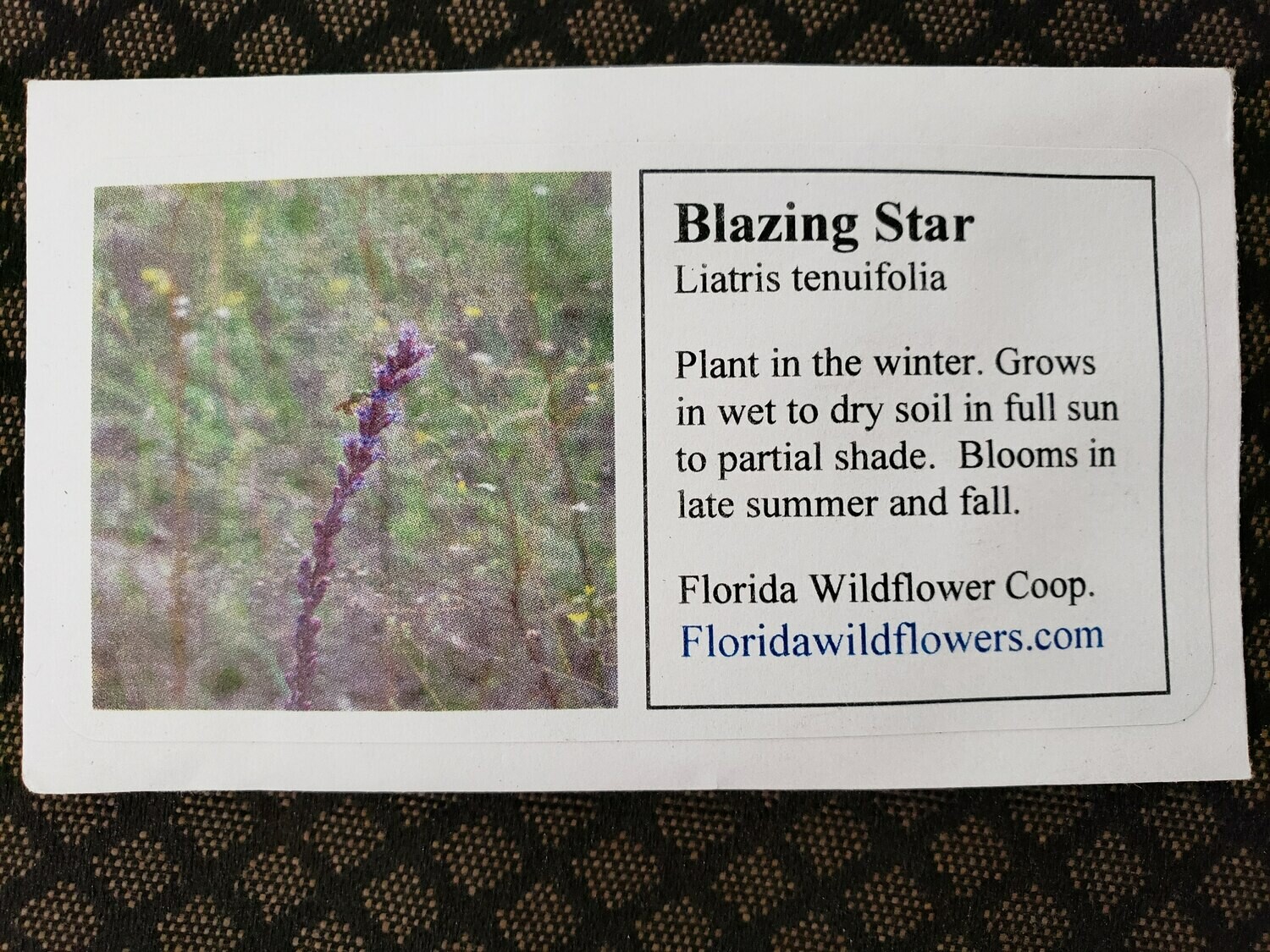 Shortleaf Blazing Star- Florida Native Wildflower Seeds