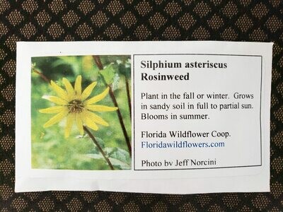 Rosinweed- Florida Native Wildflower Seeds