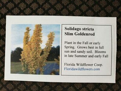 Slim Goldenrod- Florida Native Wildflower Seeds