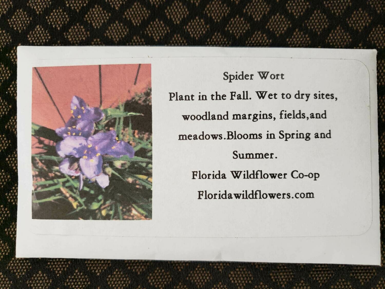 Spiderwort- Florida Native Wildflower Seeds