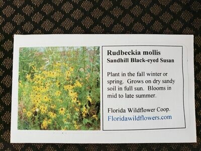 Sandhill Blackeyed Susan (Softhair Coneflower)- Florida Native Wildflower Seeds