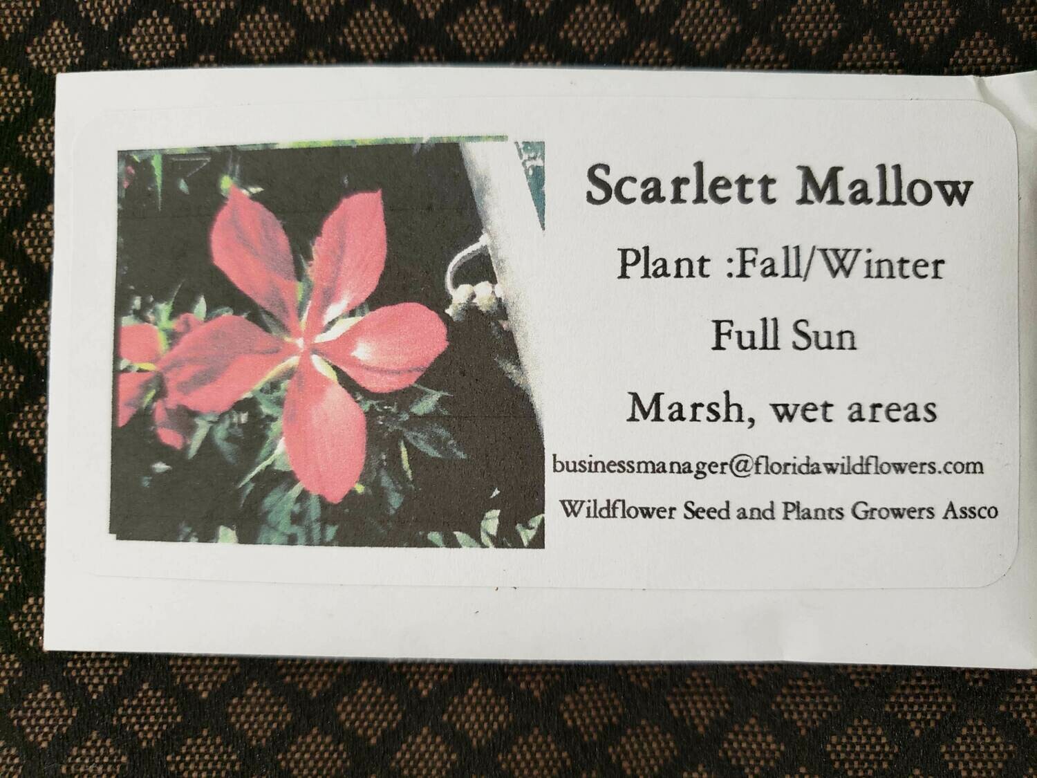 Scarlet Hibiscus (Mallow)- Florida Native Wildflower Seeds