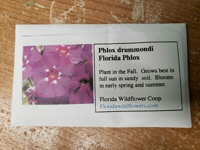 Florida Phlox- Florida Wildflower Seeds