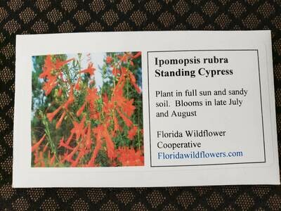 Standing Cypress- Florida Native Wildflower Seeds