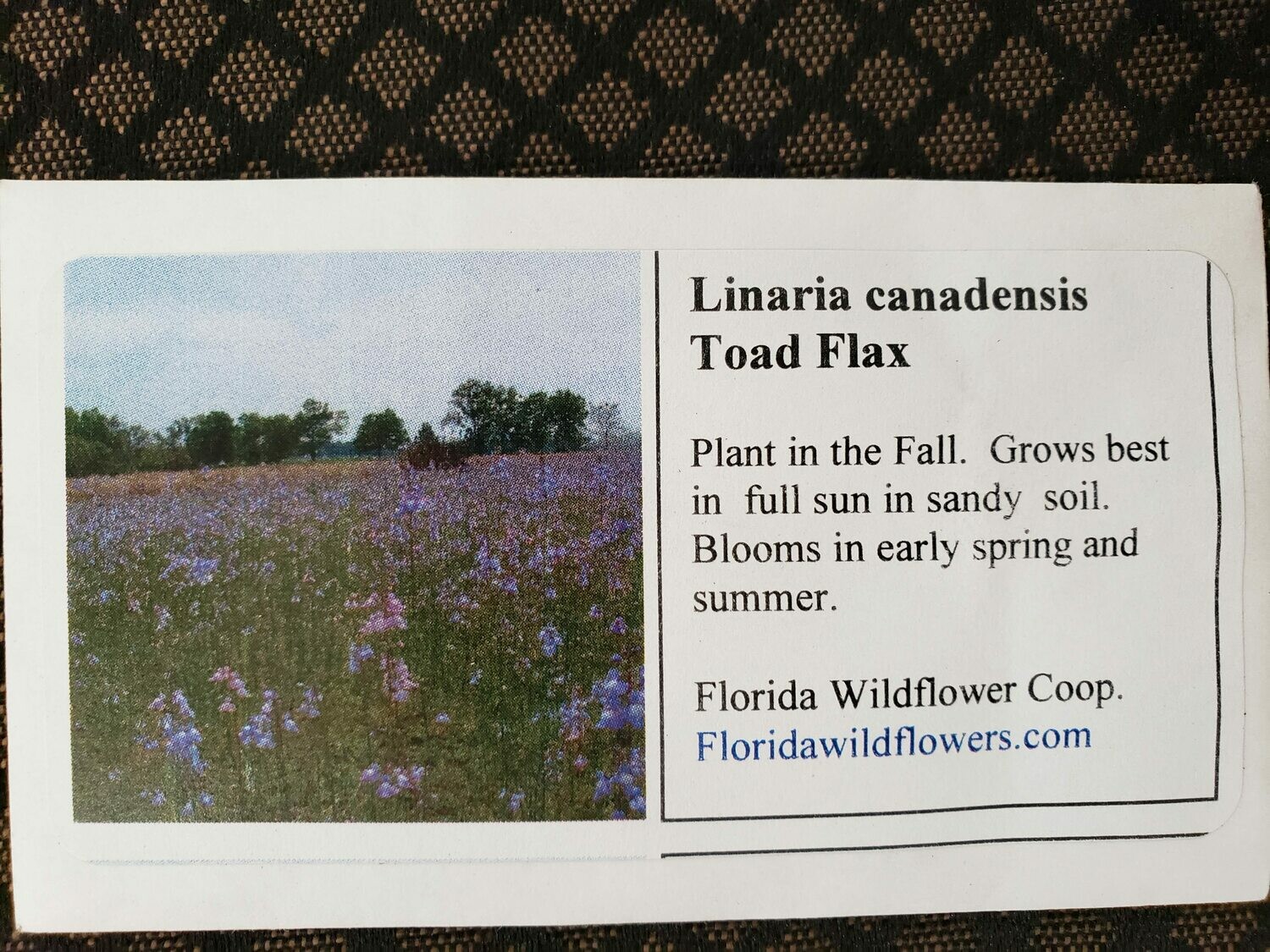 Toad Flax- Florida Native Wildflower Seeds