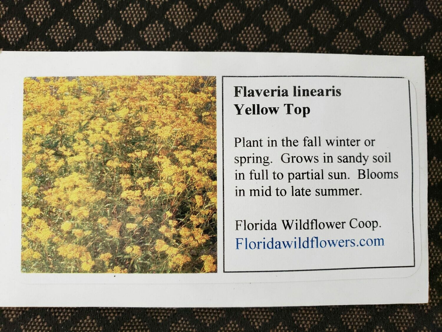 Yellowtop- Florida Native Wildflower Seeds