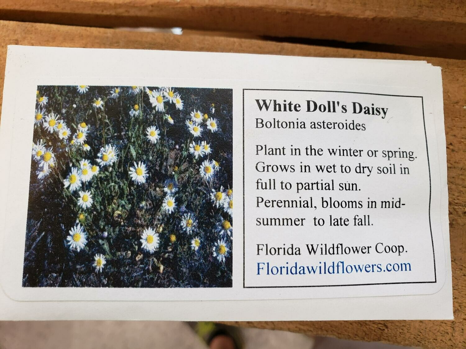 White Doll's Daisy- Florida Native Wildflower Seeds