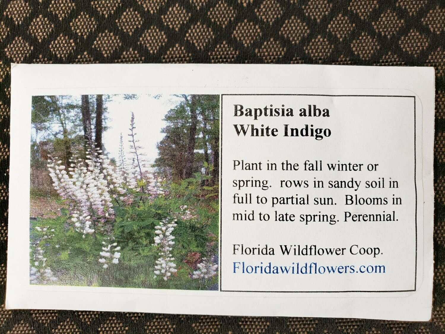 White Indigo- Florida Native Wildflower Seeds