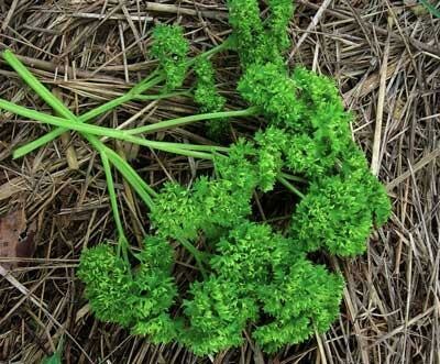 Moss Curled Parsley- Southern Exposure Seeds