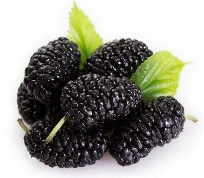 Black Mulberry