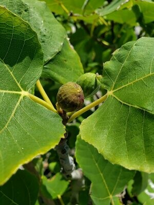 Exotic Fig Trees