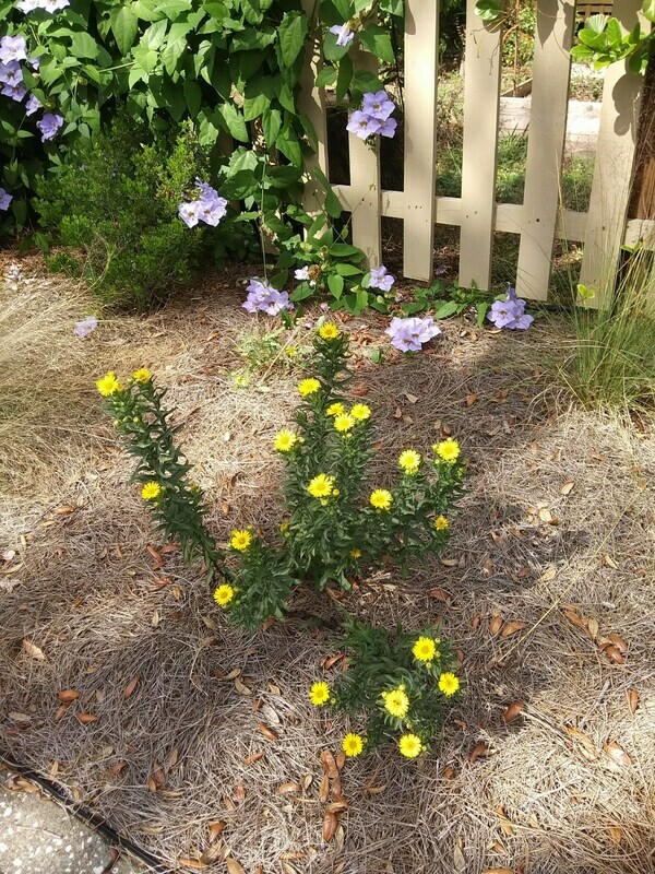 Golden Aster