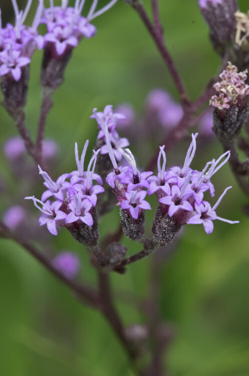 Vanillaleaf Vanilla Plant