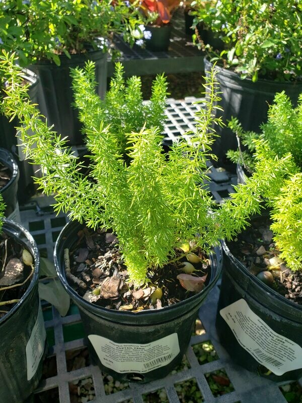 Foxtail Fern