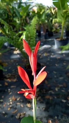Red Canna Lily