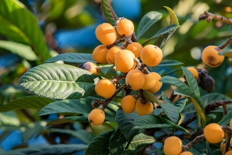 Loquat