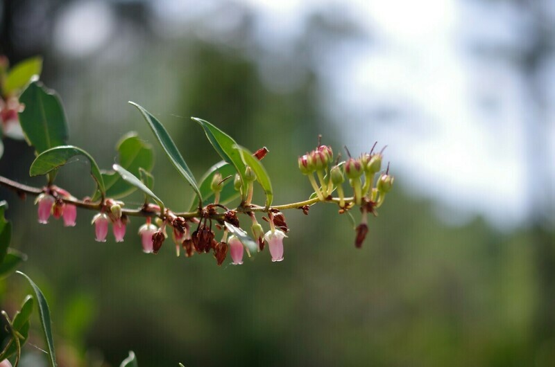 Fetterbush