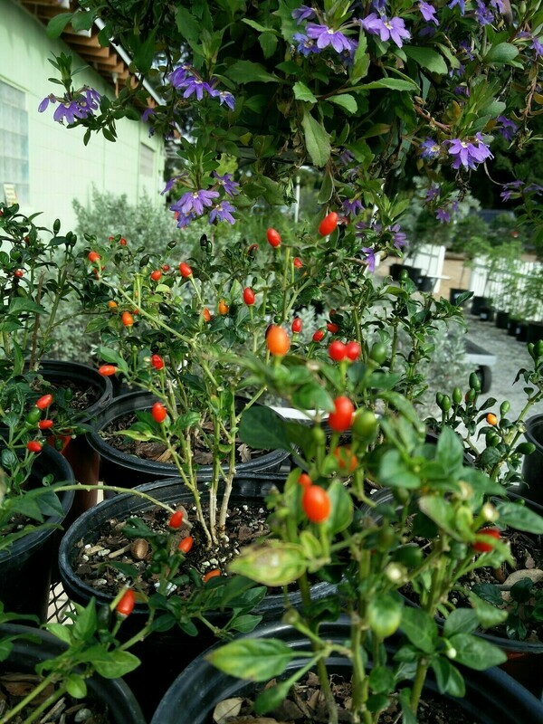 Bird Pepper
