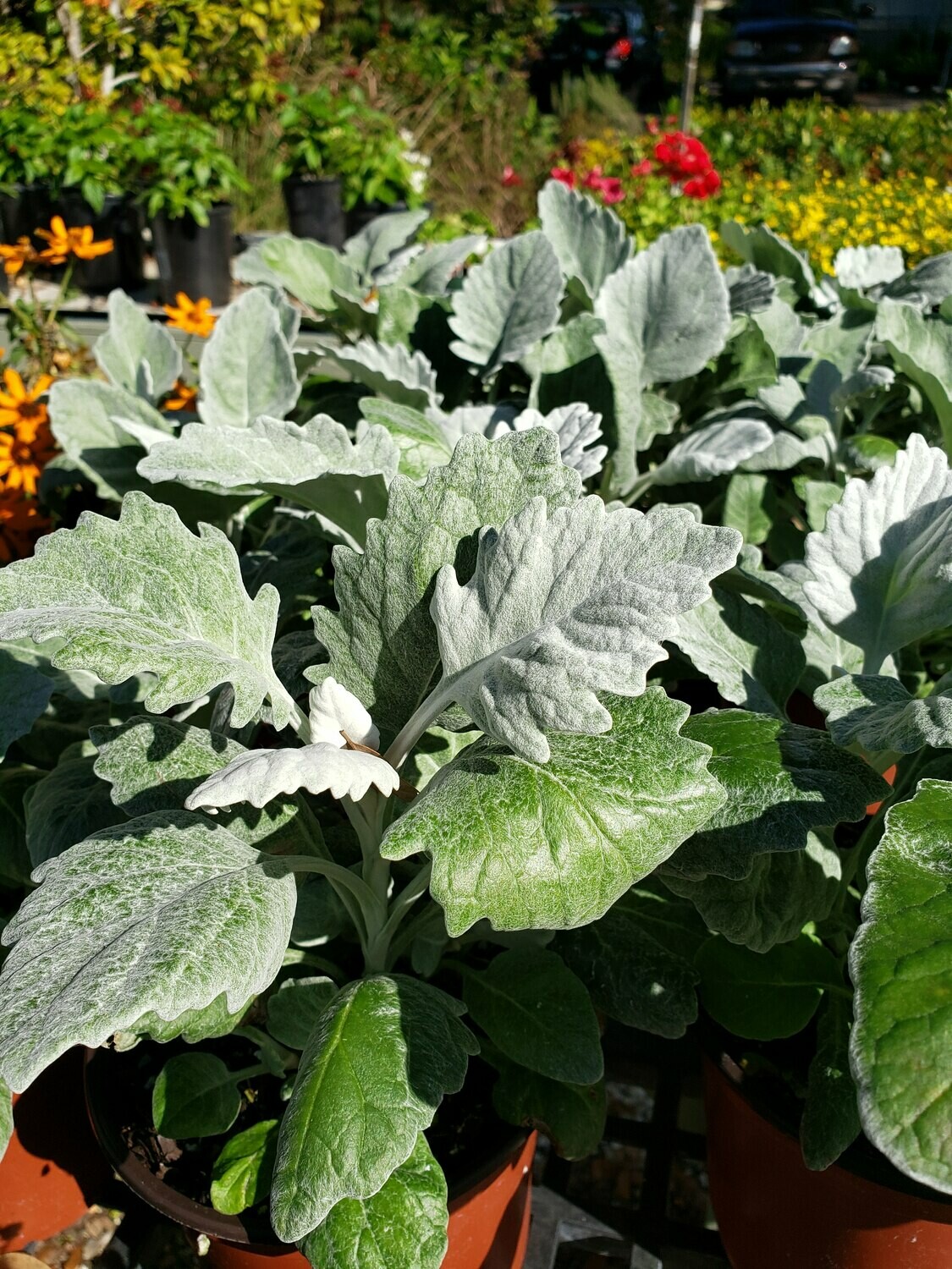 Dusty Miller