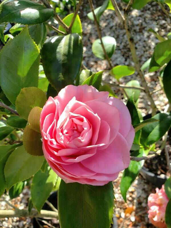 Japanese Camellia