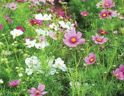 Early Sensation Mixed Cosmos-Southern Exposure Seeds