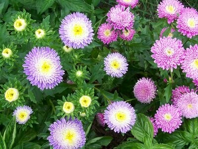 Powderpuff Aster-Southern Exposure Seeds