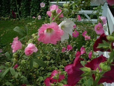 Outhouse Hollyhock-Southern Exposure Seeds