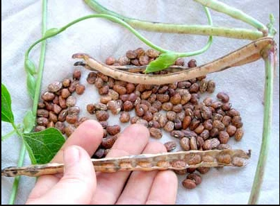 Whippoorwill Southern Pea (Cowpea)-Southern Exposure Seeds