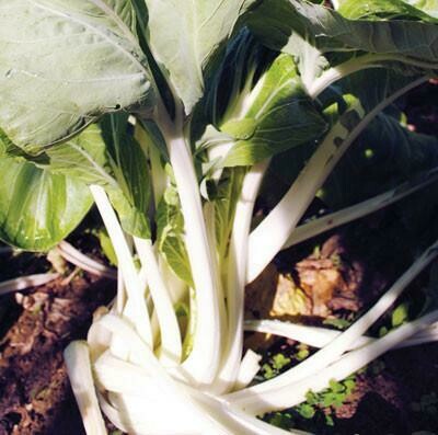 White Stemmed Pak Choi-Southern Exposure Seeds