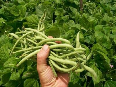 Contender (Buff Valentine) Snap Beans-Southern Exposure Seeds
