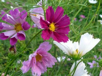 Seashell Mix Cosmos-Southern Exposure Seeds