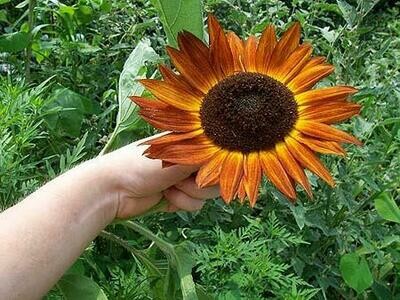 Evening Sun Sunflower-Southern Exposure Seeds