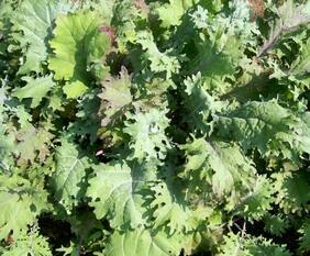 Red Russian Kale-Southern Exposure Seeds