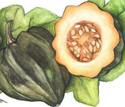 Table Queen Acorn Winter Squash-Southern Exposure Seeds