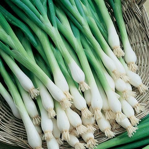 Tokyo Long White Bunching Onion-Southern Exposure Seeds