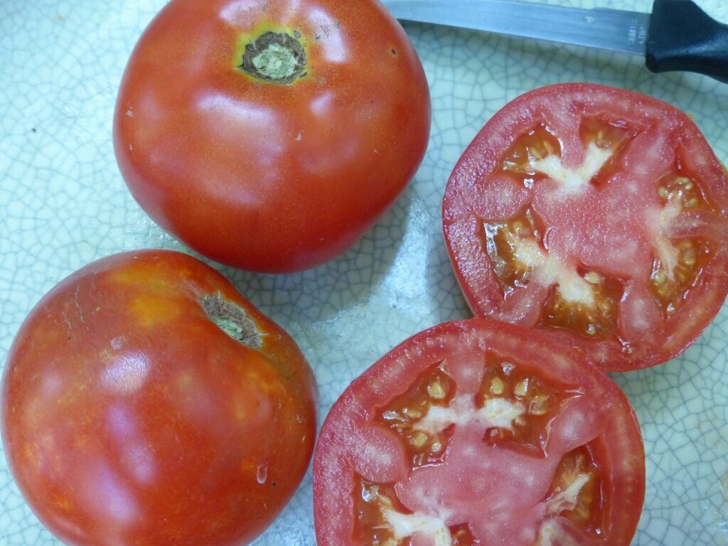 Tropic VFN Tomato-Southern Exposure Seeds
