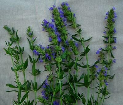 Hyssop-Southern Exposure Seeds