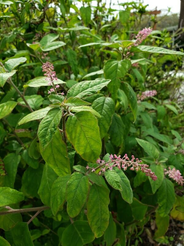 Rouge Plant