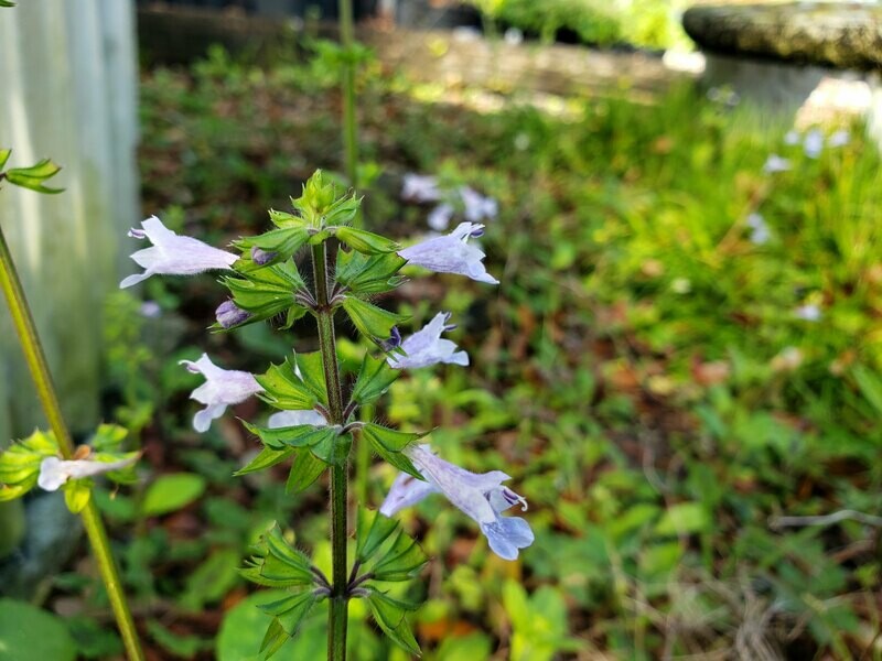 Lyreleaf Sage