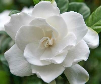 Gardenia